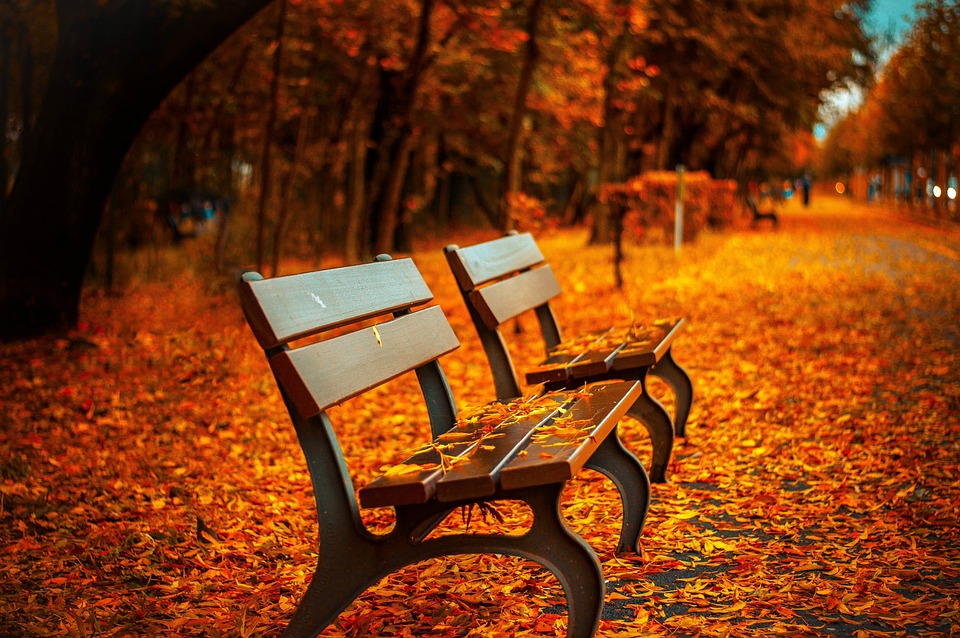 best adjustable bench